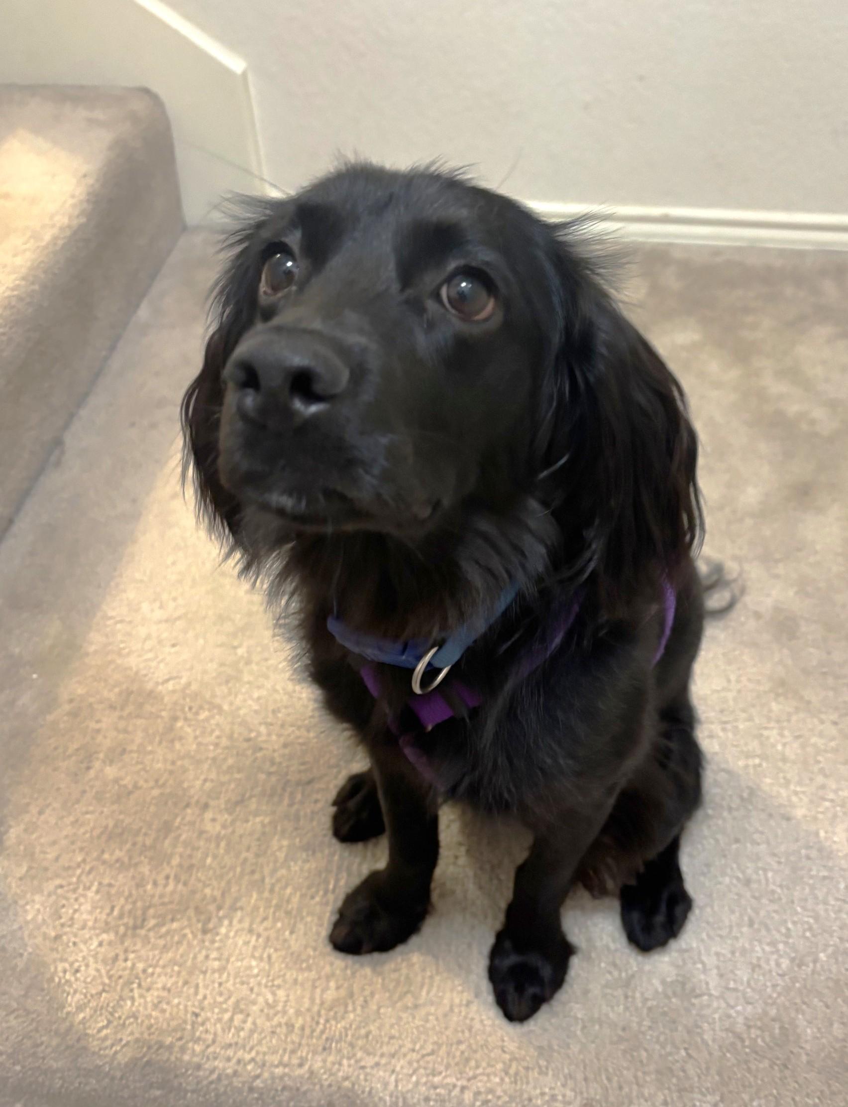 Enlarge Percy, a Adoptable mixed breed in Plano, TX image 4/5