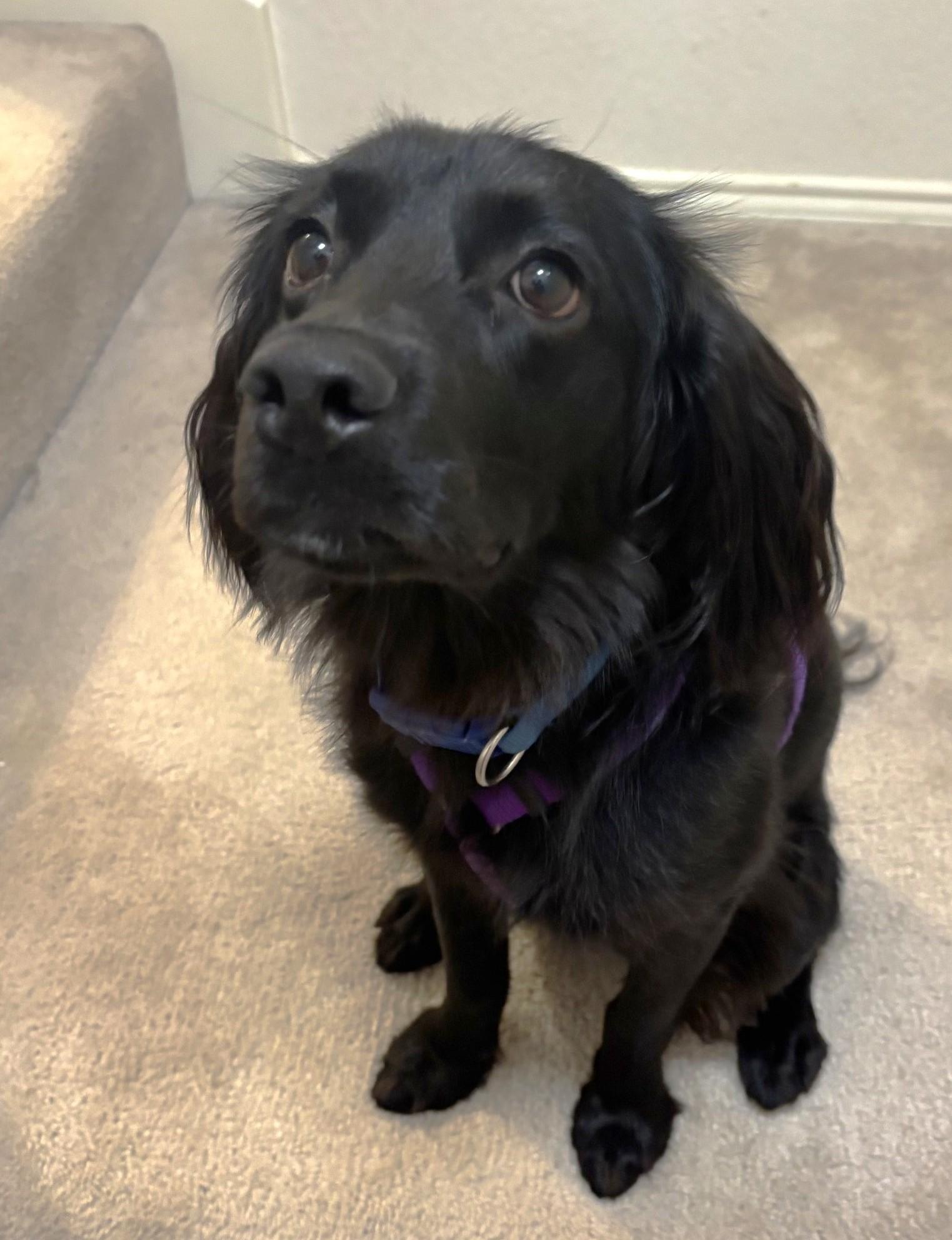 Enlarge Percy, a Adoptable mixed breed in Plano, TX image 3/3