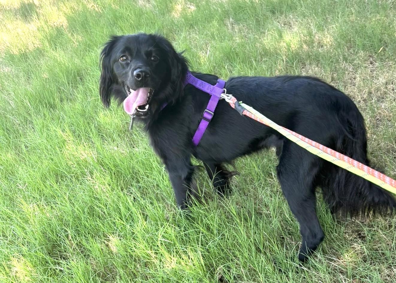 Enlarge Percy, a Adoptable mixed breed in Plano, TX image 3/5