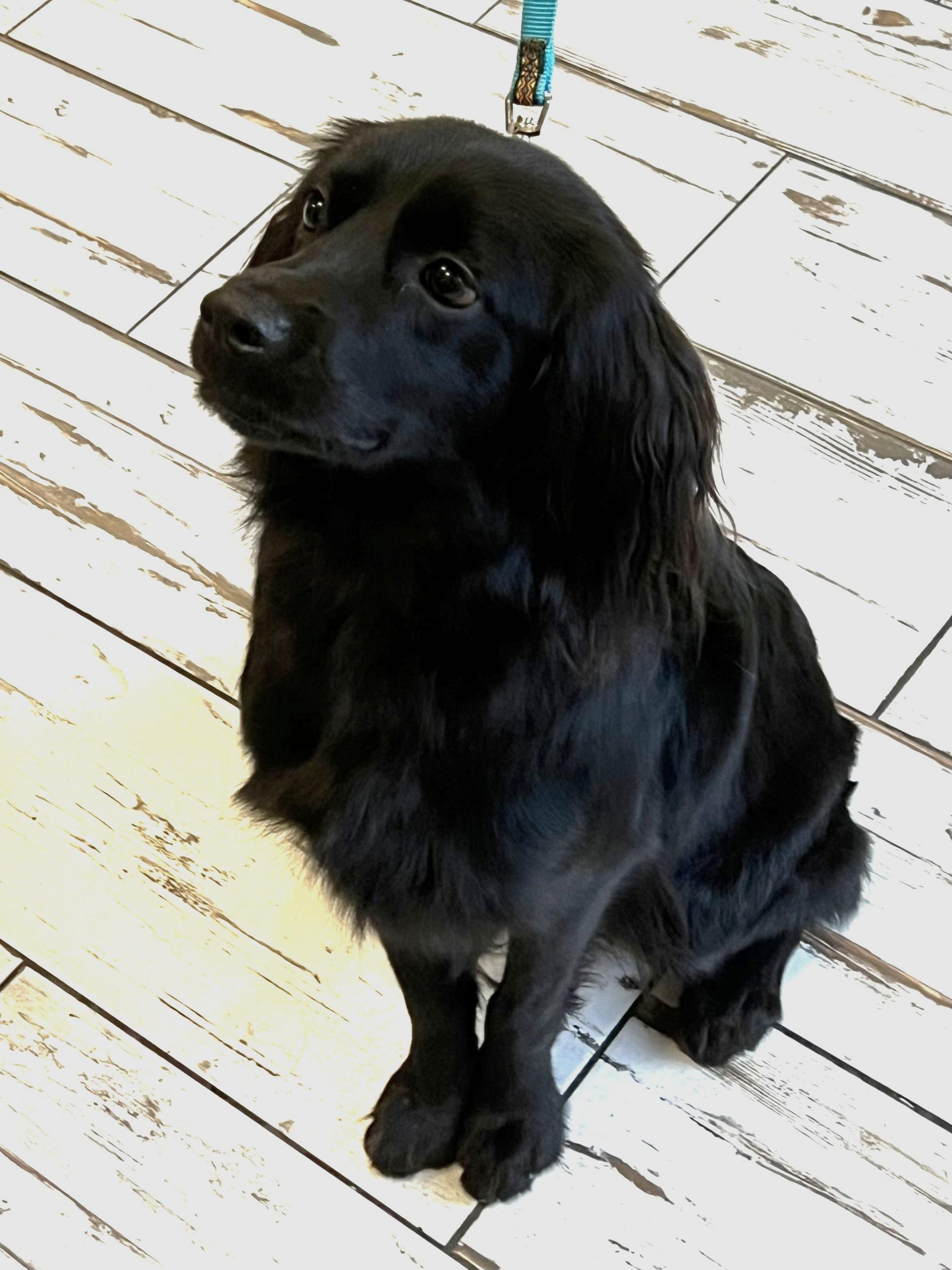 Enlarge Percy, a Adoptable mixed breed in Plano, TX image 5/5