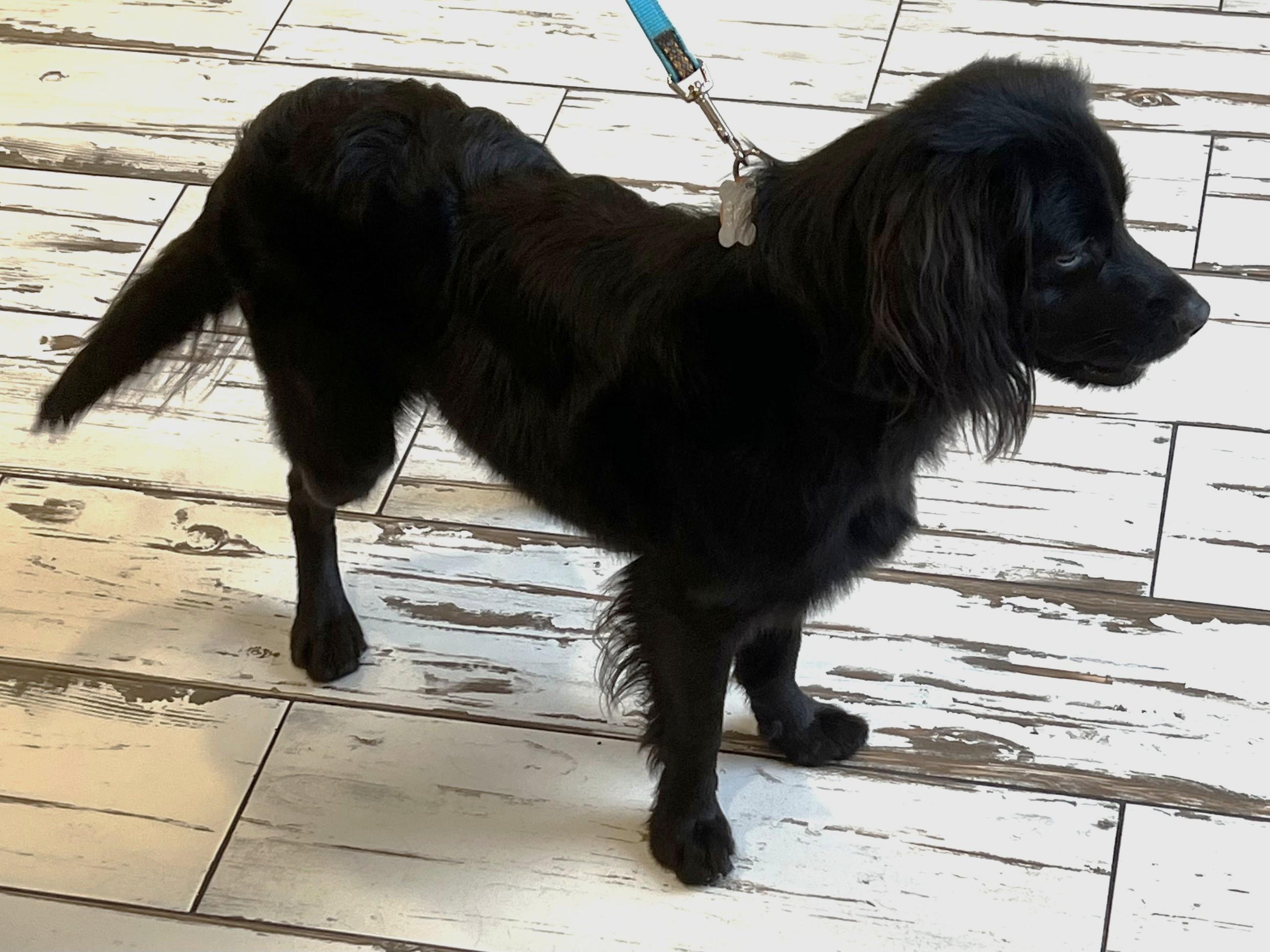 Enlarge Percy, a Adoptable mixed breed in Plano, TX image 2/5