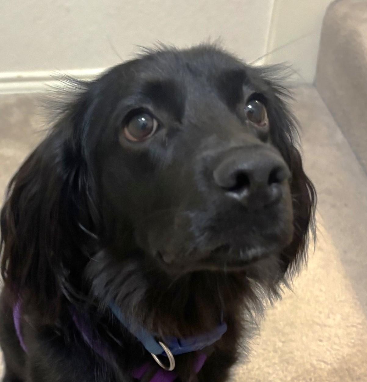 Percy, Adoptable, Adult Male Cocker Spaniel.