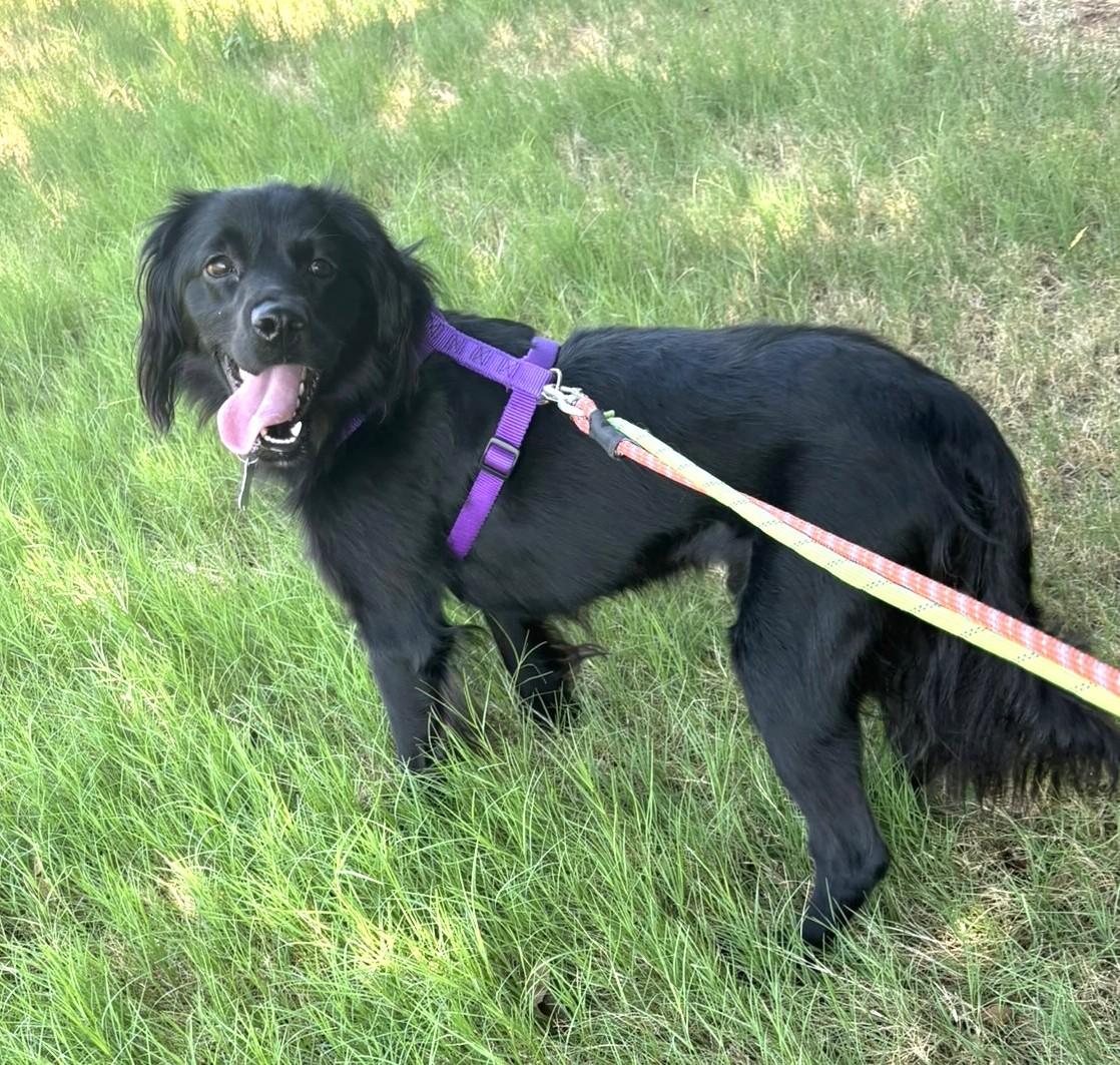 Enlarge Percy, a Adoptable mixed breed in Plano, TX image 2/3