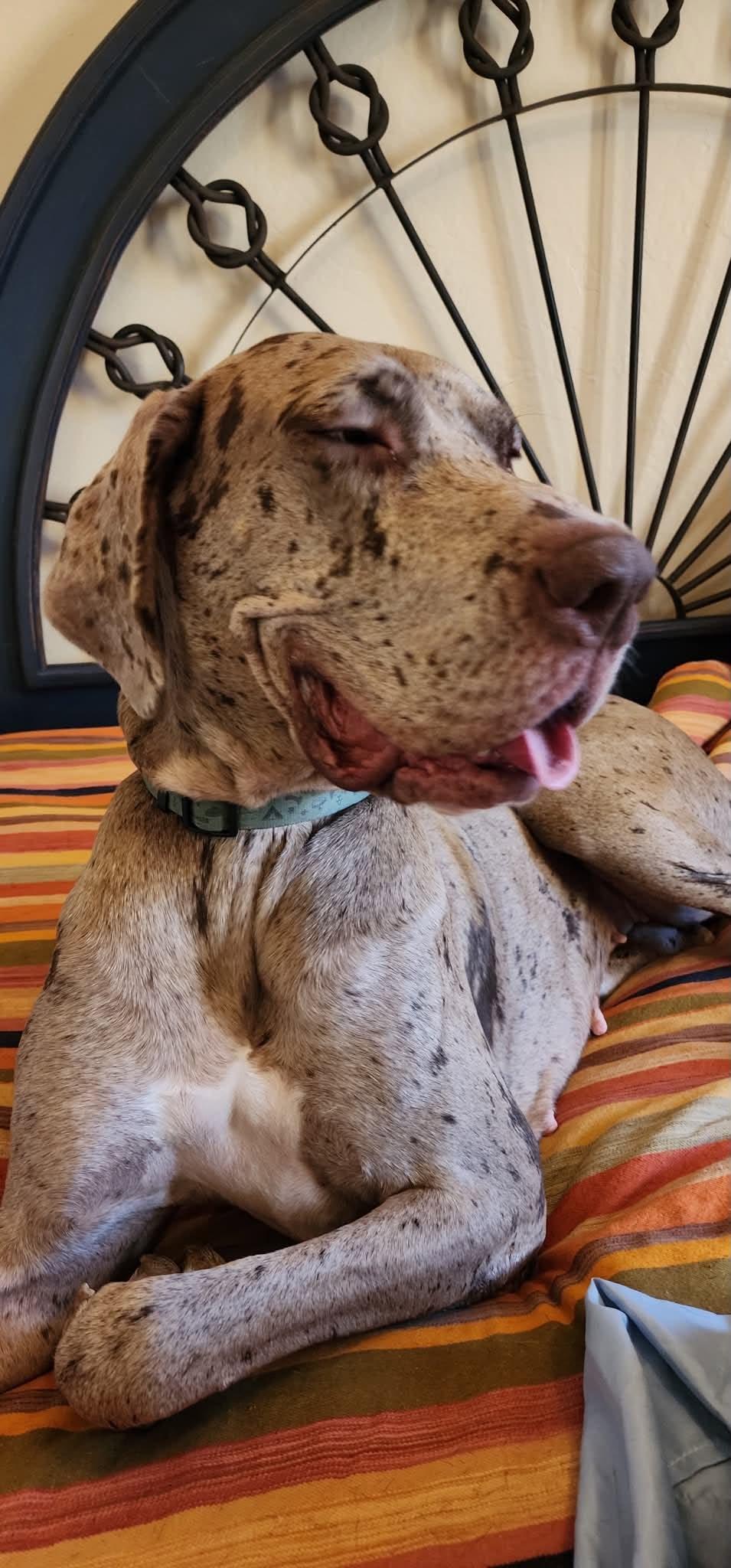 Enlarge Shale, a Adoptable Great Dane in Mesa, AZ image 1/6