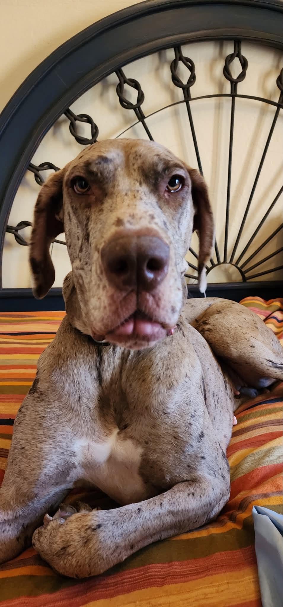 Enlarge Shale, a Adoptable Great Dane in Mesa, AZ image 3/6