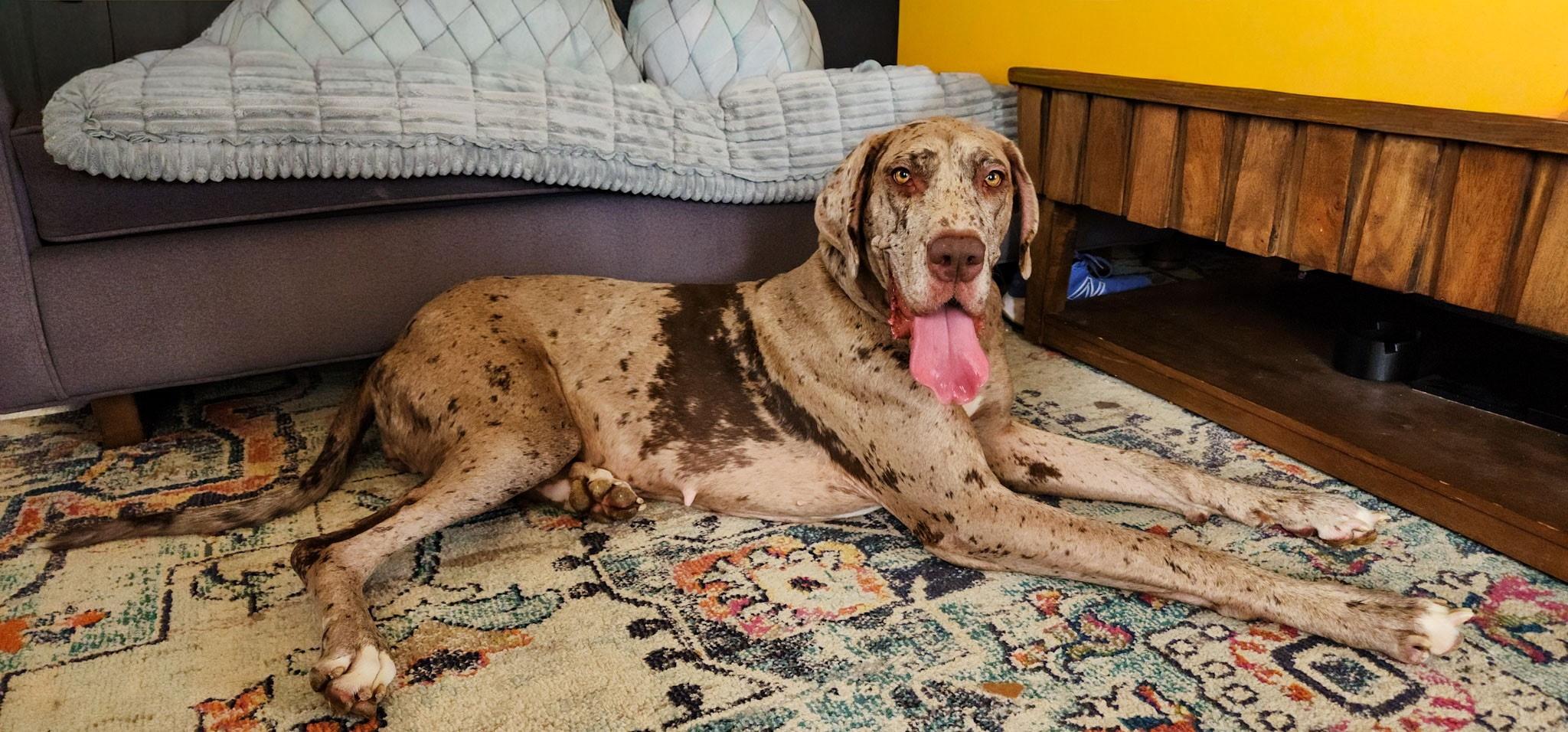 Enlarge Shale, a Adoptable Great Dane in Mesa, AZ image 4/6