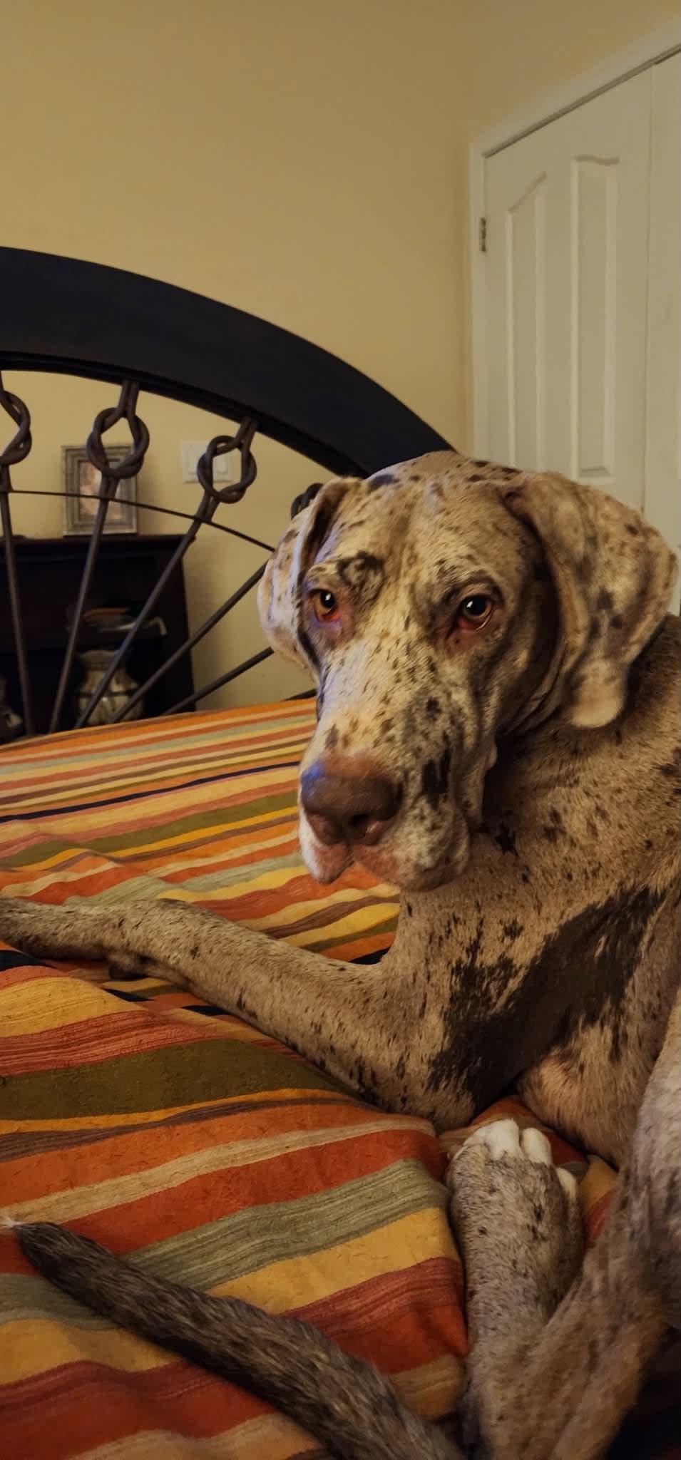 Enlarge Shale, a Adoptable Great Dane in Mesa, AZ image 5/6