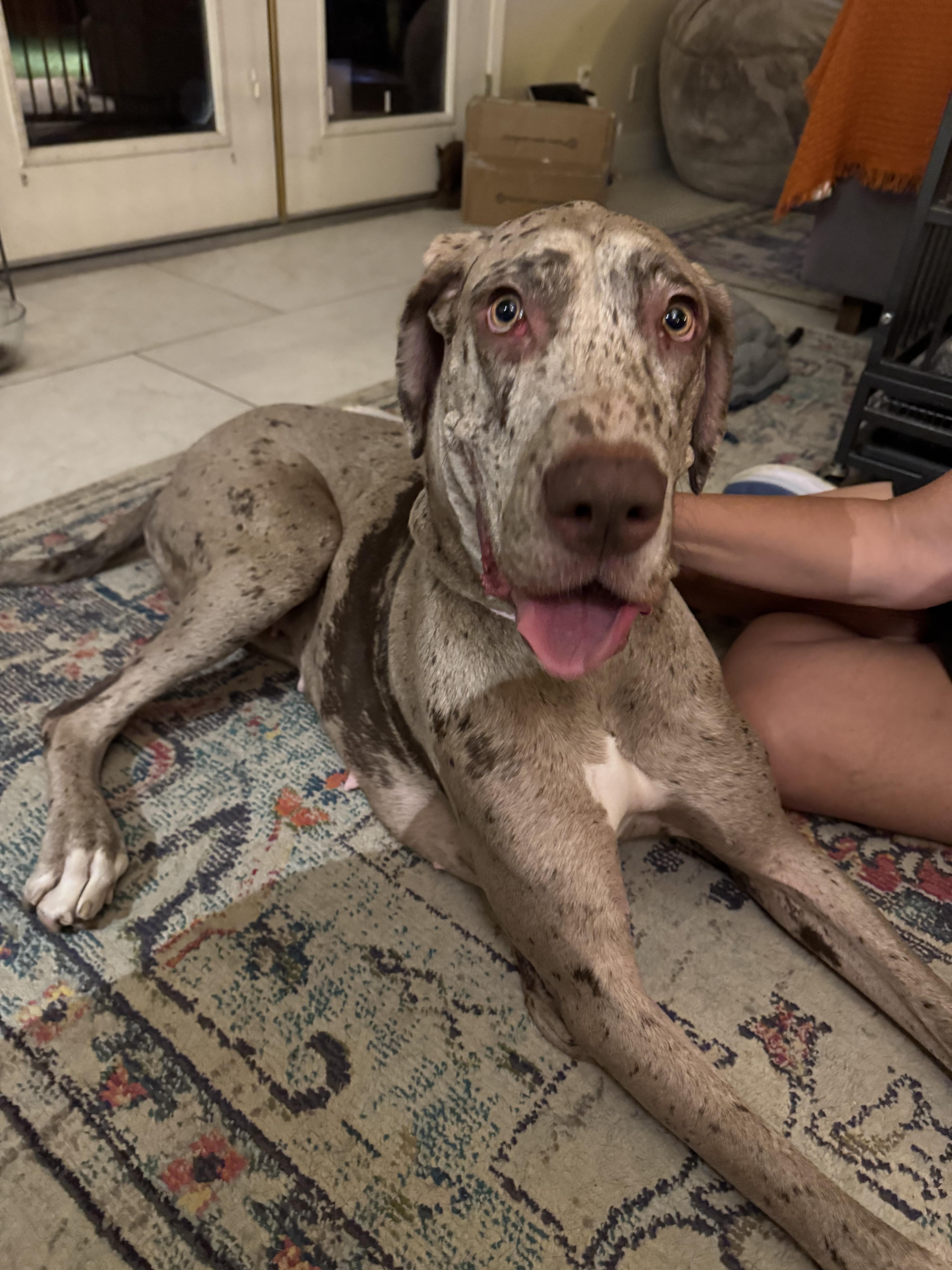 Enlarge Shale, a Adoptable Great Dane in Mesa, AZ image 6/6