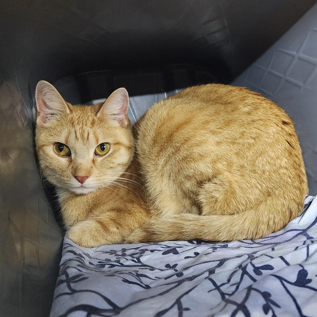 Enlarge Paprika, a Adoptable Domestic Short Hair in Manhattan, KS image 1/1