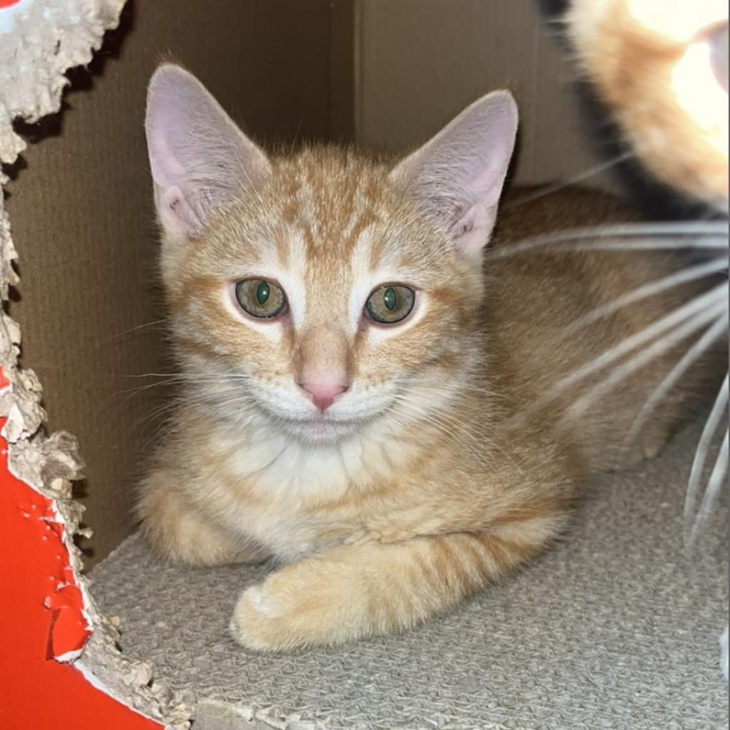 Enlarge Tigger, a Adoptable Domestic Short Hair in Galesburg, IL image 1/5