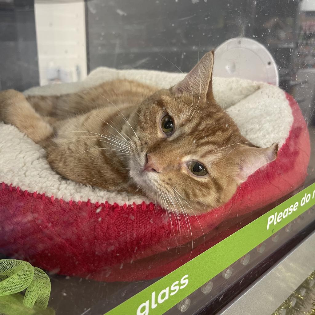 Enlarge Tigger, a Adoptable Domestic Short Hair in Galesburg, IL image 2/5