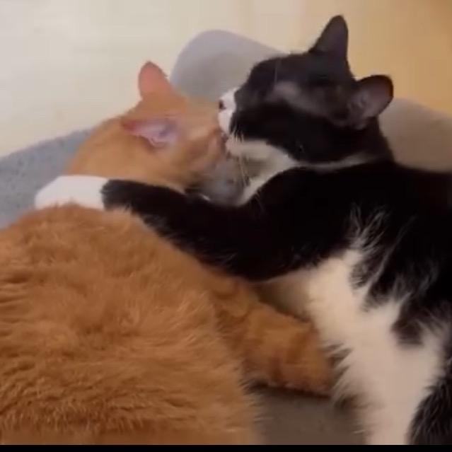 Enlarge Tigger, a Adoptable Domestic Short Hair in Galesburg, IL image 3/5