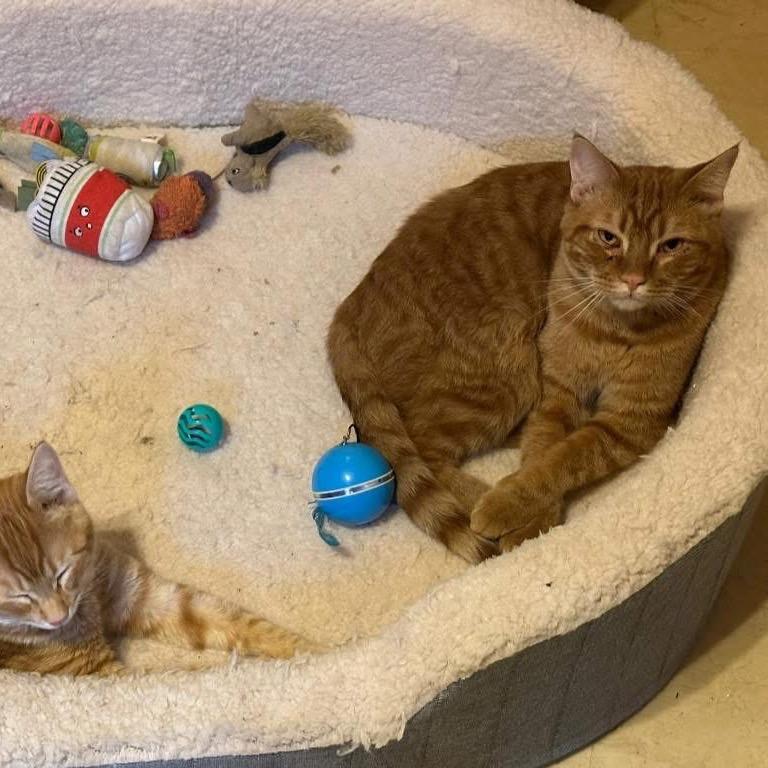 Enlarge Tigger, a Adoptable Domestic Short Hair in Galesburg, IL image 4/5