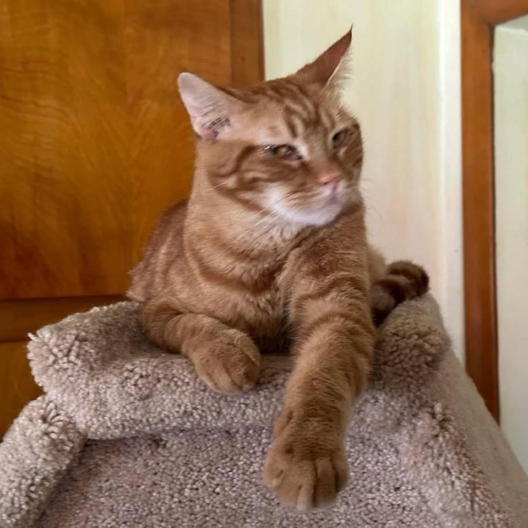 Enlarge Tigger, a Adoptable Domestic Short Hair in Galesburg, IL image 5/5