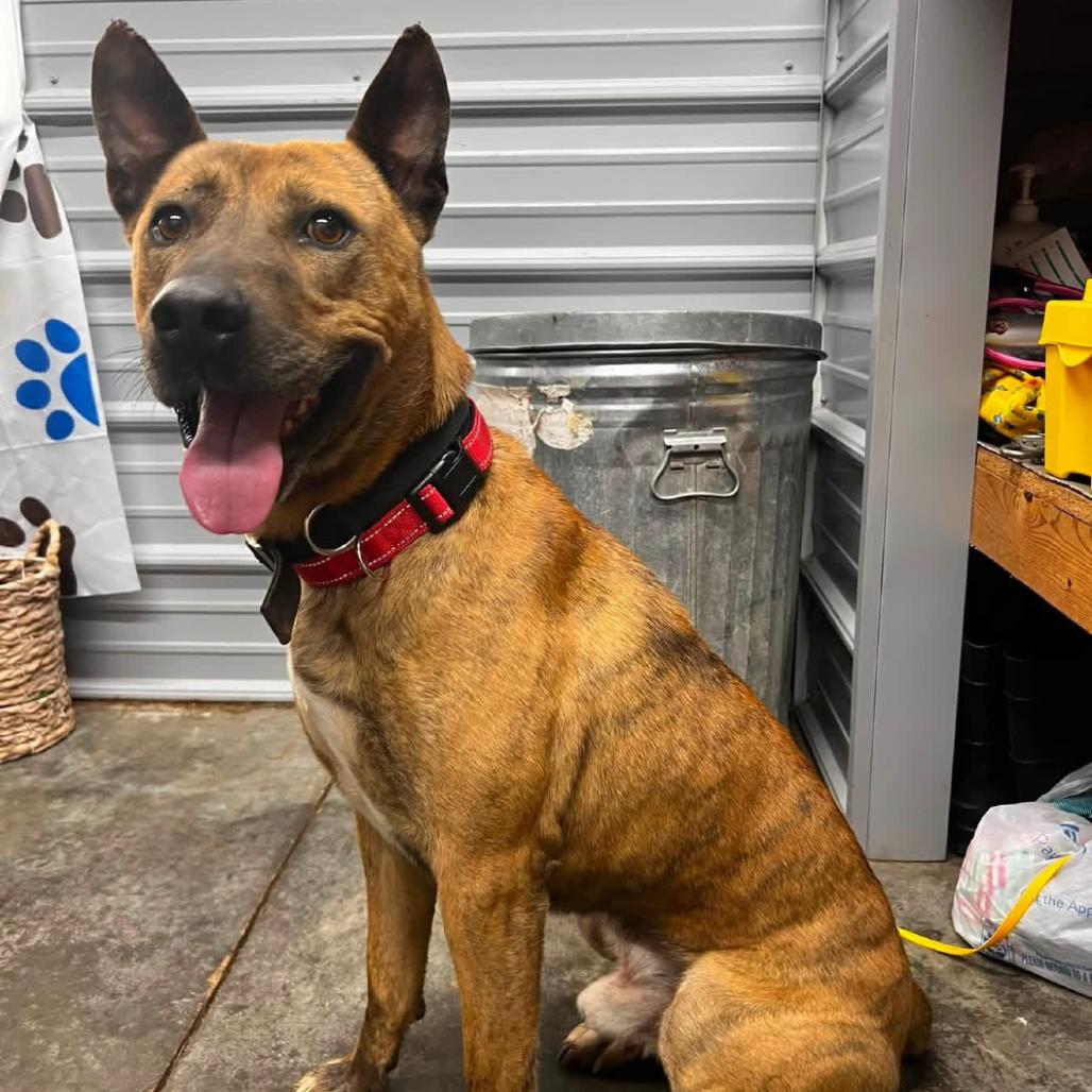 HESUS, Adoptable, Young Male Belgian Shepherd / Malinois.