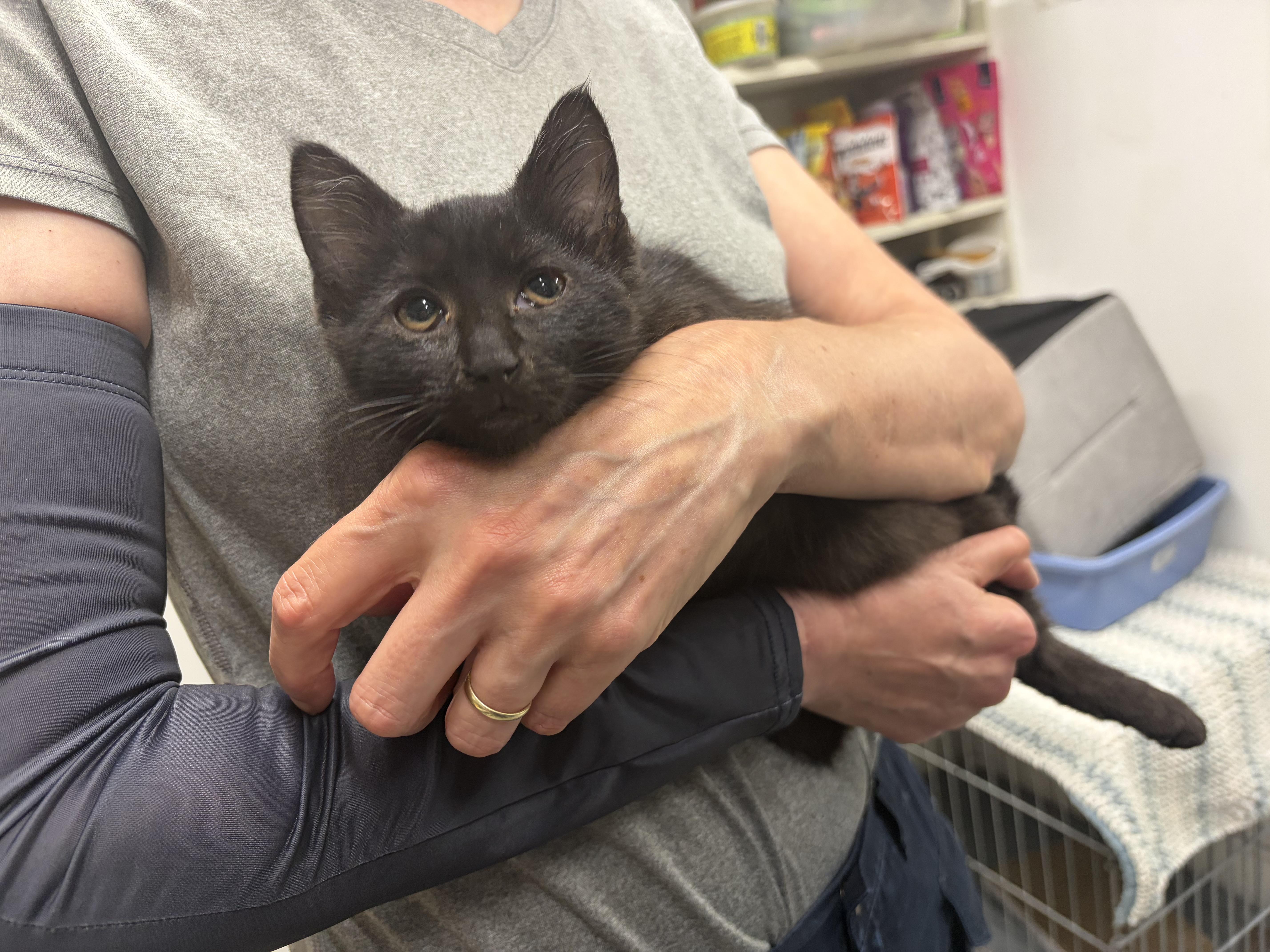 Kitten 1, Adopted, Kitten Male Domestic Short Hair.