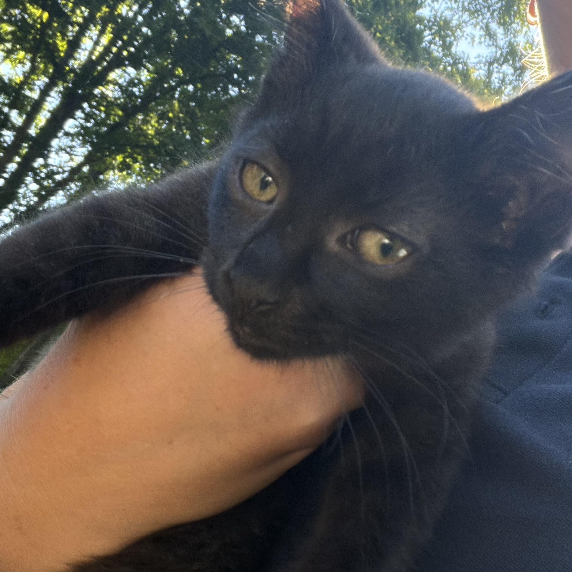 Enlarge Kitten 1, a Adopted Domestic Short Hair in Mansfield, CT image 2/2