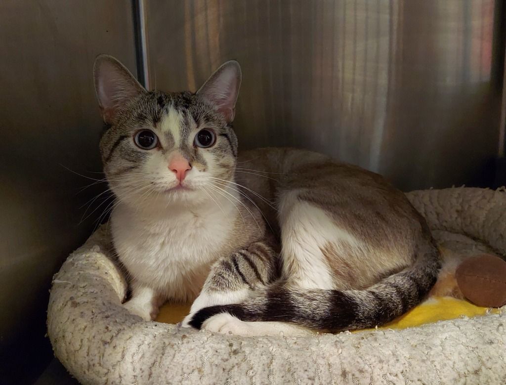 Chewy, a Adoptable mixed breed in Warwick, RI image 2/6