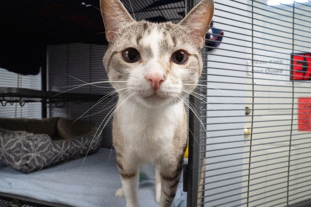 Chewy, a Adoptable mixed breed in Warwick, RI image 3/6