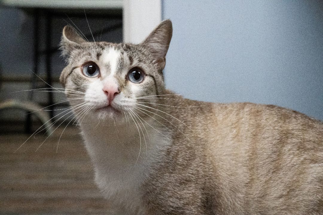 Chewy, a Adoptable mixed breed in Warwick, RI image 4/6