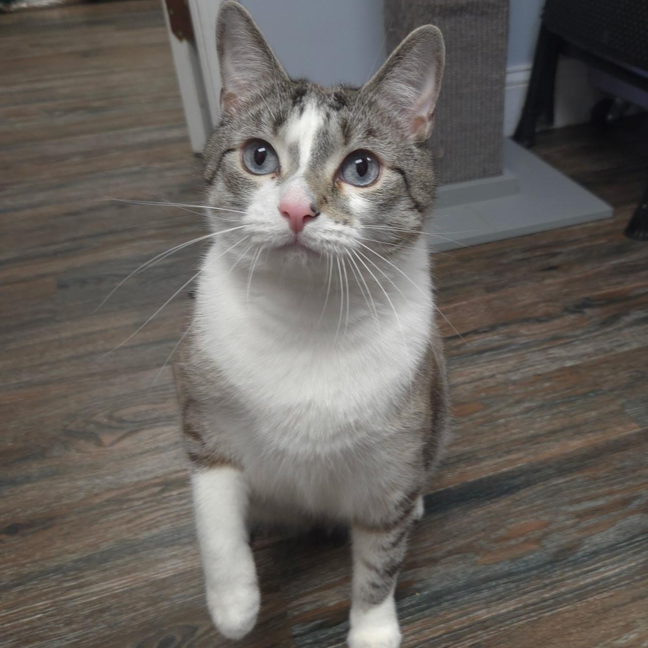 Chewy, a Adoptable mixed breed in Warwick, RI image 2/5
