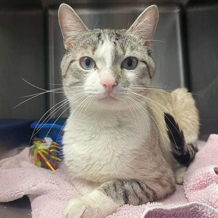 Chewy, a Adoptable mixed breed in Warwick, RI image 1/6