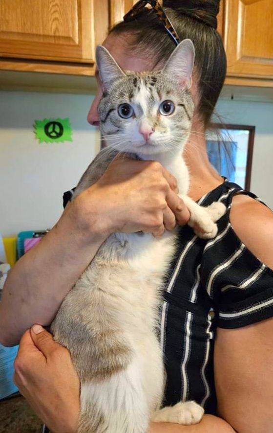 Chewy, a Adoptable mixed breed in Warwick, RI image 6/6