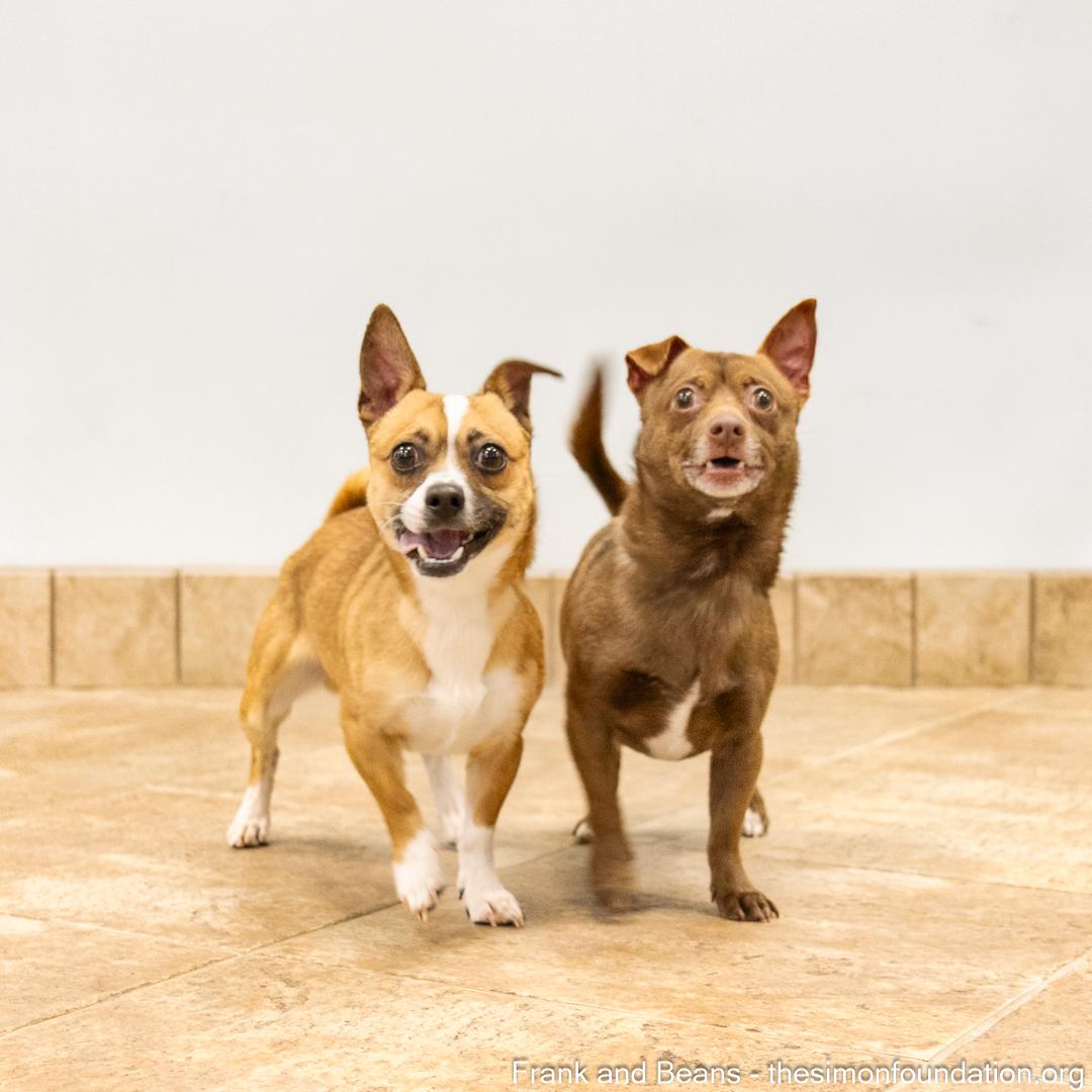 Frank and Beans, a Adoptable Chihuahua in Bloomfield, CT image 1/6
