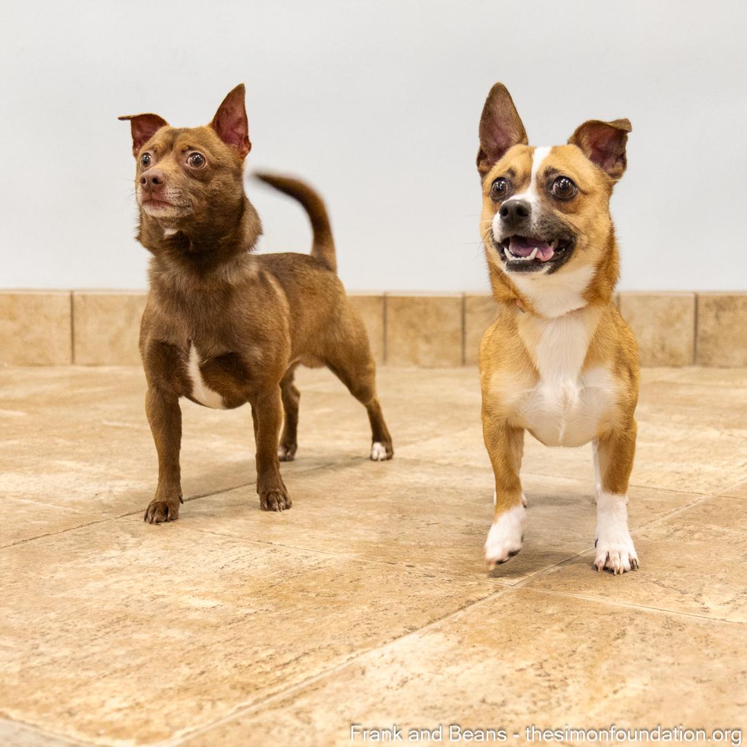 Frank and Beans, a Adoptable Chihuahua in Bloomfield, CT image 2/6