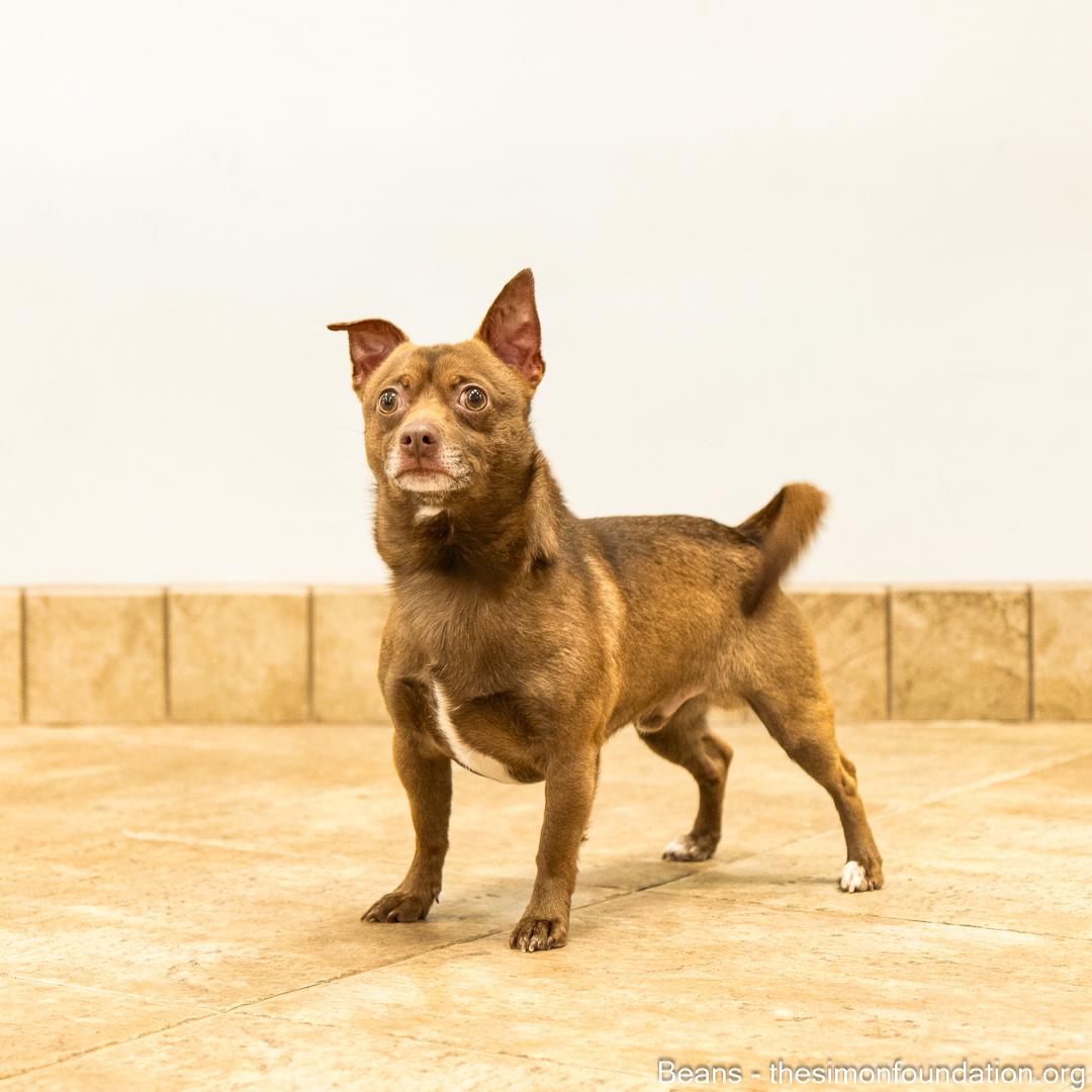 Frank and Beans, a Adoptable Chihuahua in Bloomfield, CT image 6/6