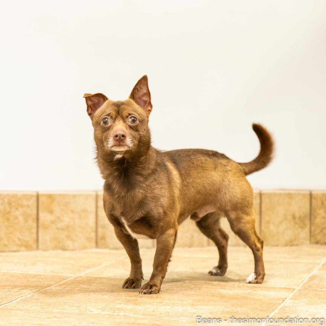 Frank and Beans, a Adoptable Chihuahua in Bloomfield, CT image 5/6