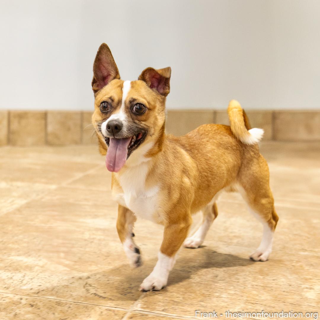 Frank and Beans, a Adoptable Chihuahua in Bloomfield, CT image 4/6