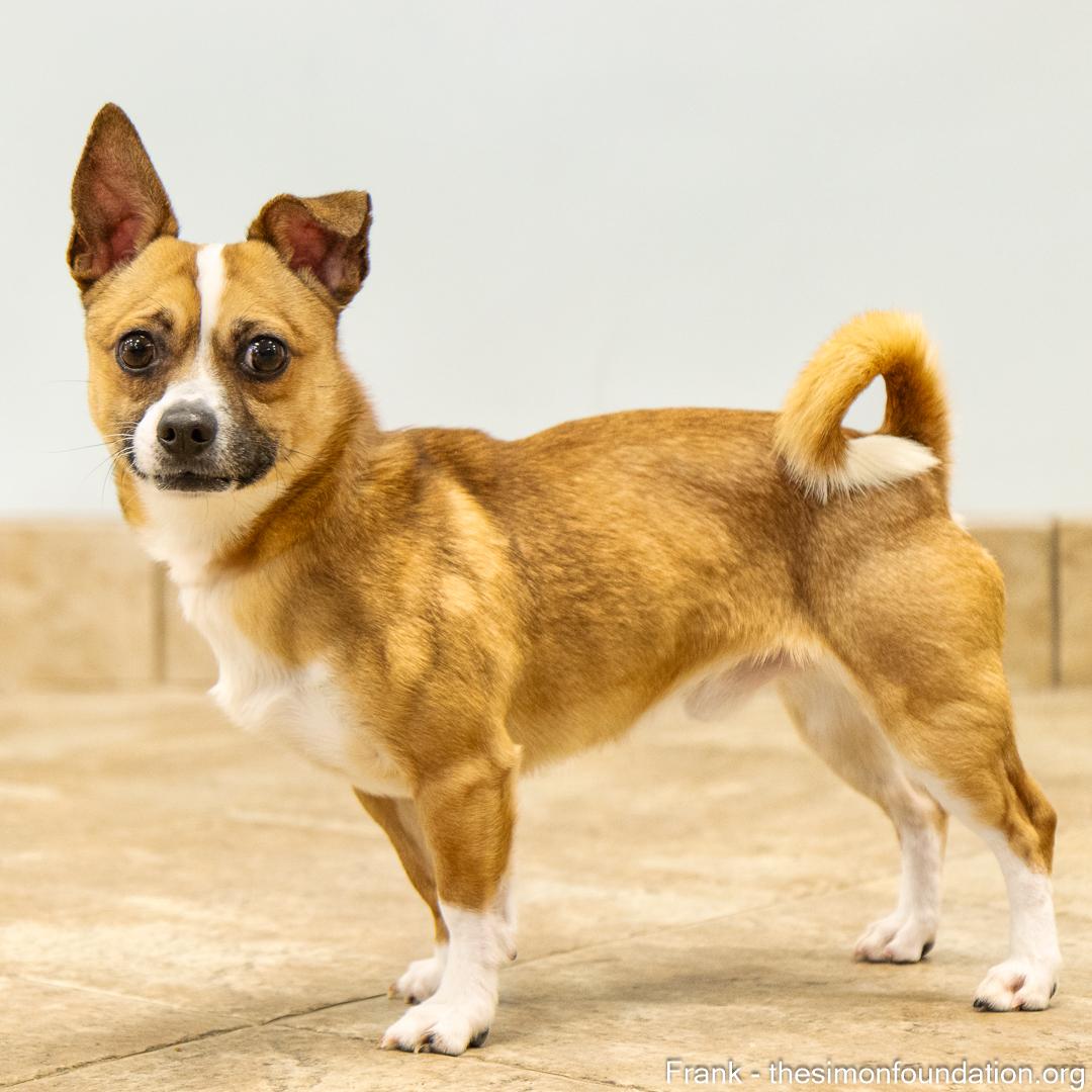 Frank and Beans, a Adoptable Chihuahua in Bloomfield, CT image 3/6