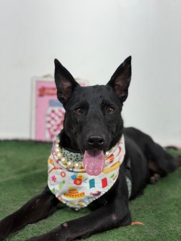 Cocoa-One of our Amazing Rescue Dogs photo
