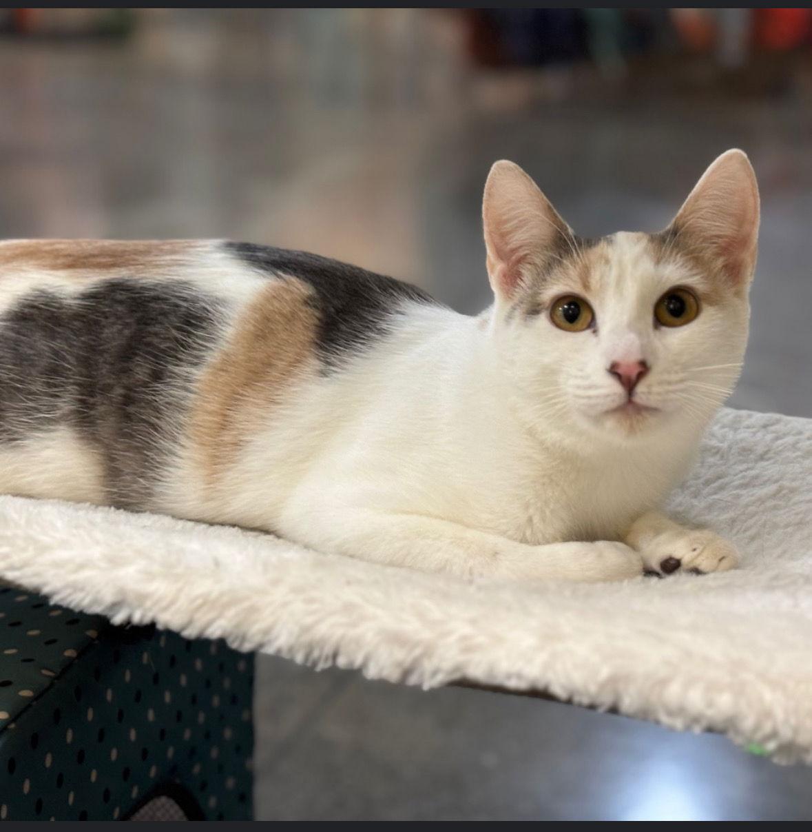 Mia and Pastelli, Adoptable, Young Female Tuxedo & Domestic Short Hair.