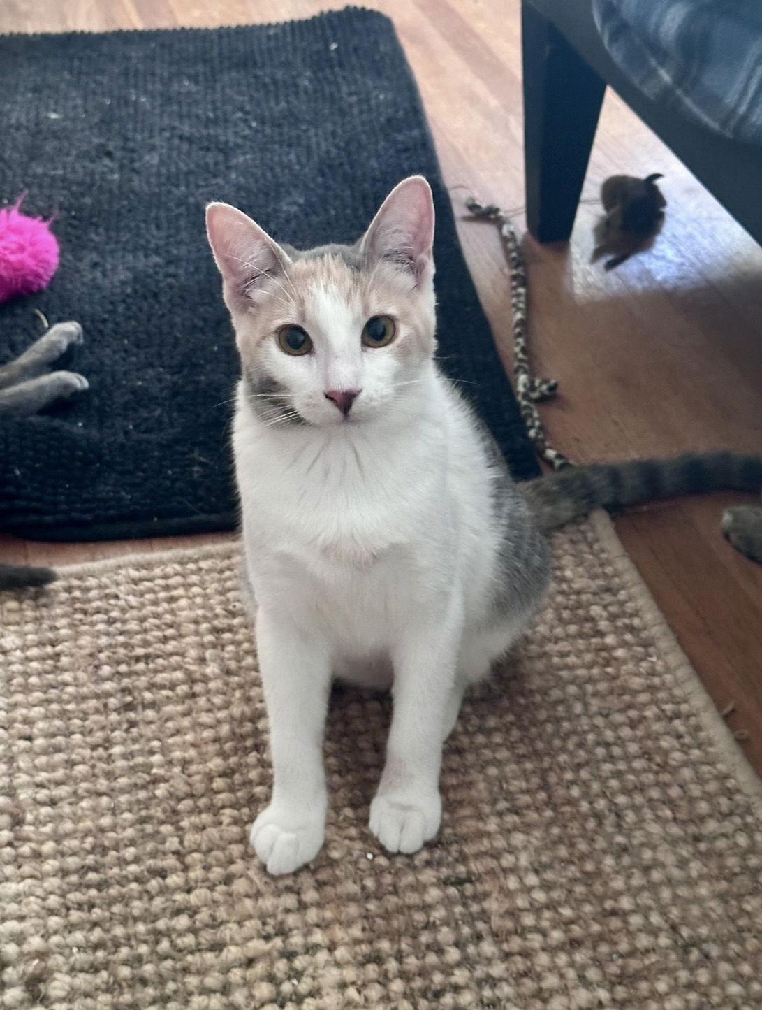 Mia and Pastelli, Adoptable, Young Female Tuxedo & Domestic Short Hair.