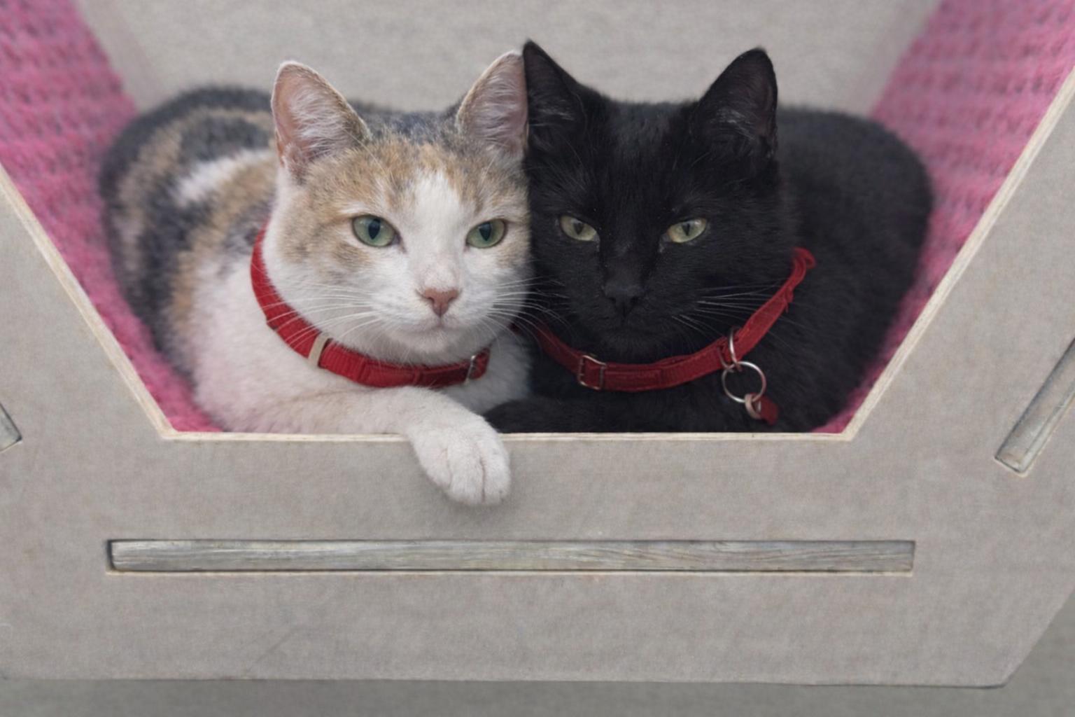 Enlarge Mia, a Adoptable mixed breed in Long Beach, CA image 2/3