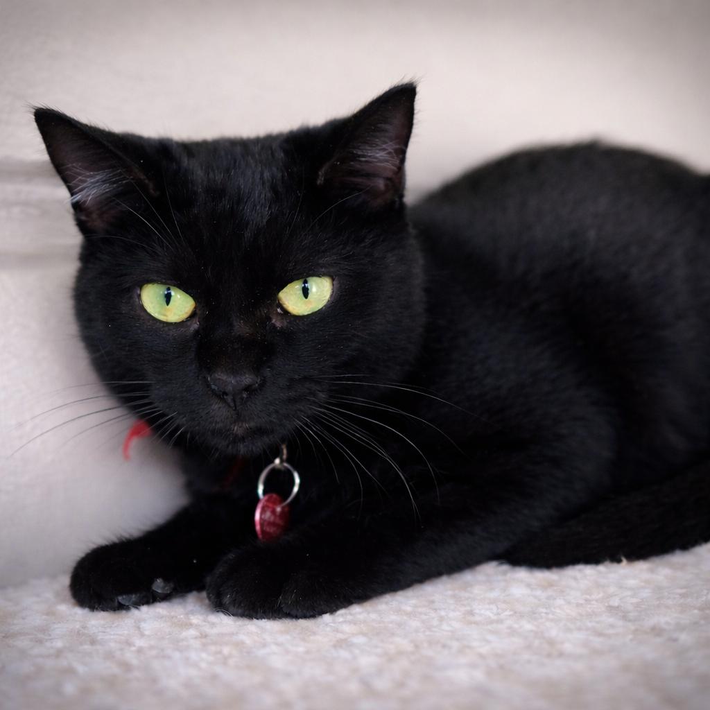 Enlarge Mia, a Adoptable mixed breed in Long Beach, CA image 3/3