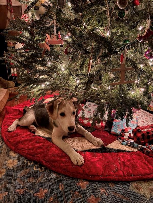 Enlarge Linus, a Adoptable mixed breed in Knoxville, TN image 1/2