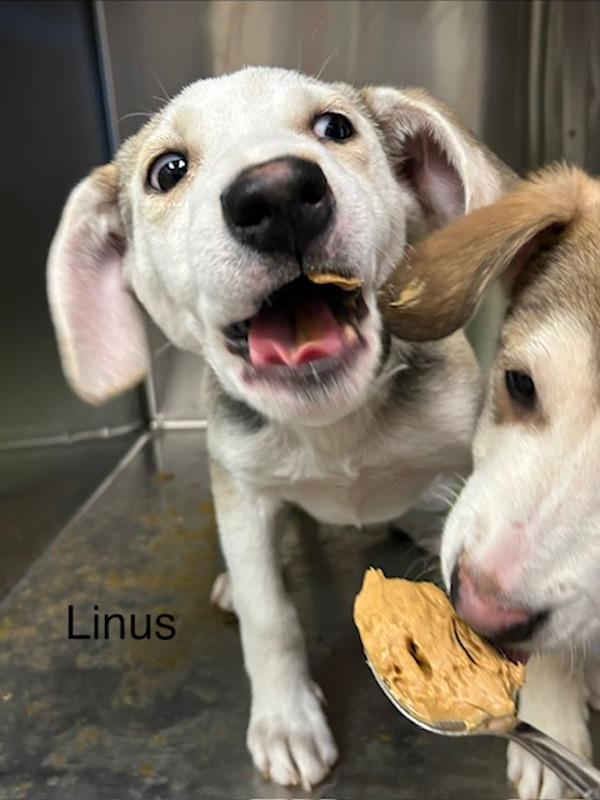 Enlarge Linus, a Adoptable mixed breed in Knoxville, TN image 2/2