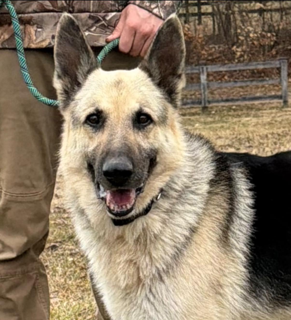 Enlarge Cabo, a ADOPTABLE German Shepherd Dog in Chesapeake City, MD image 1/1