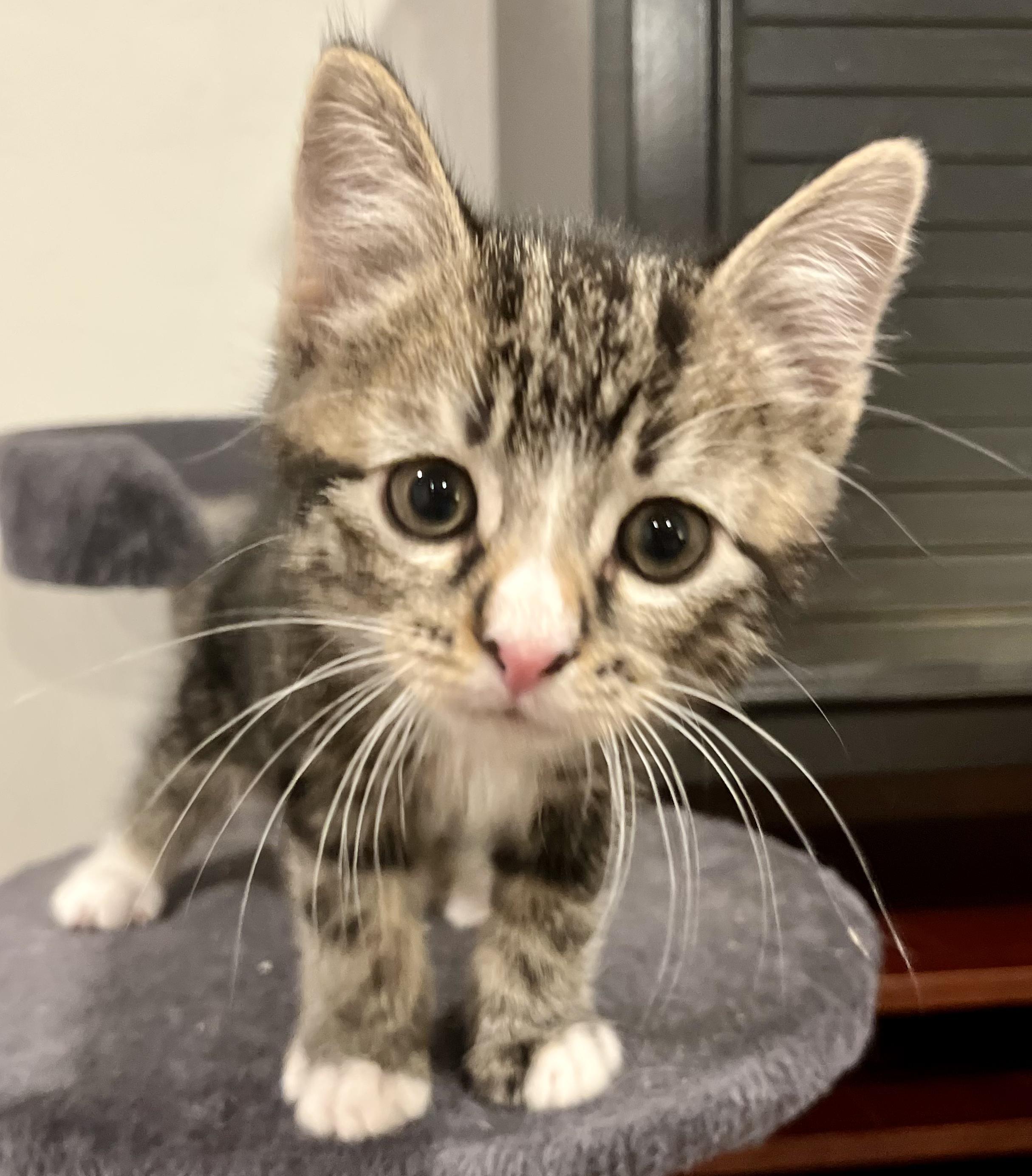 Biscuit, an adopted mixed breed in Springfield, OR image 1/4
