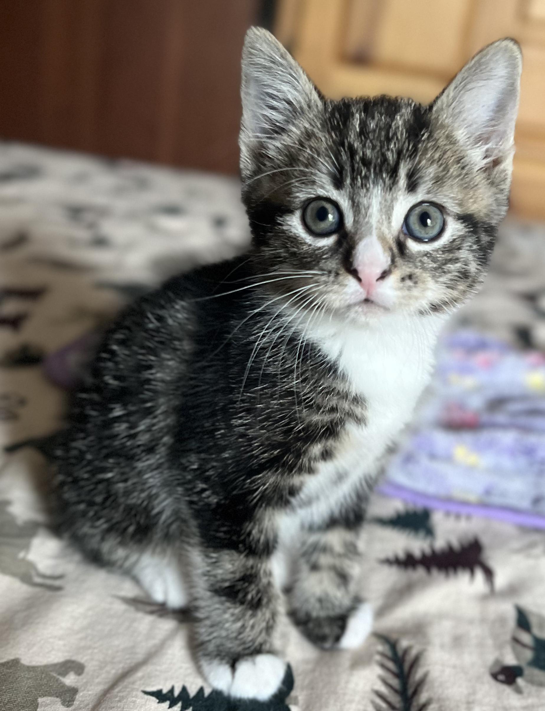 Biscuit, an adopted mixed breed in Springfield, OR image 4/4