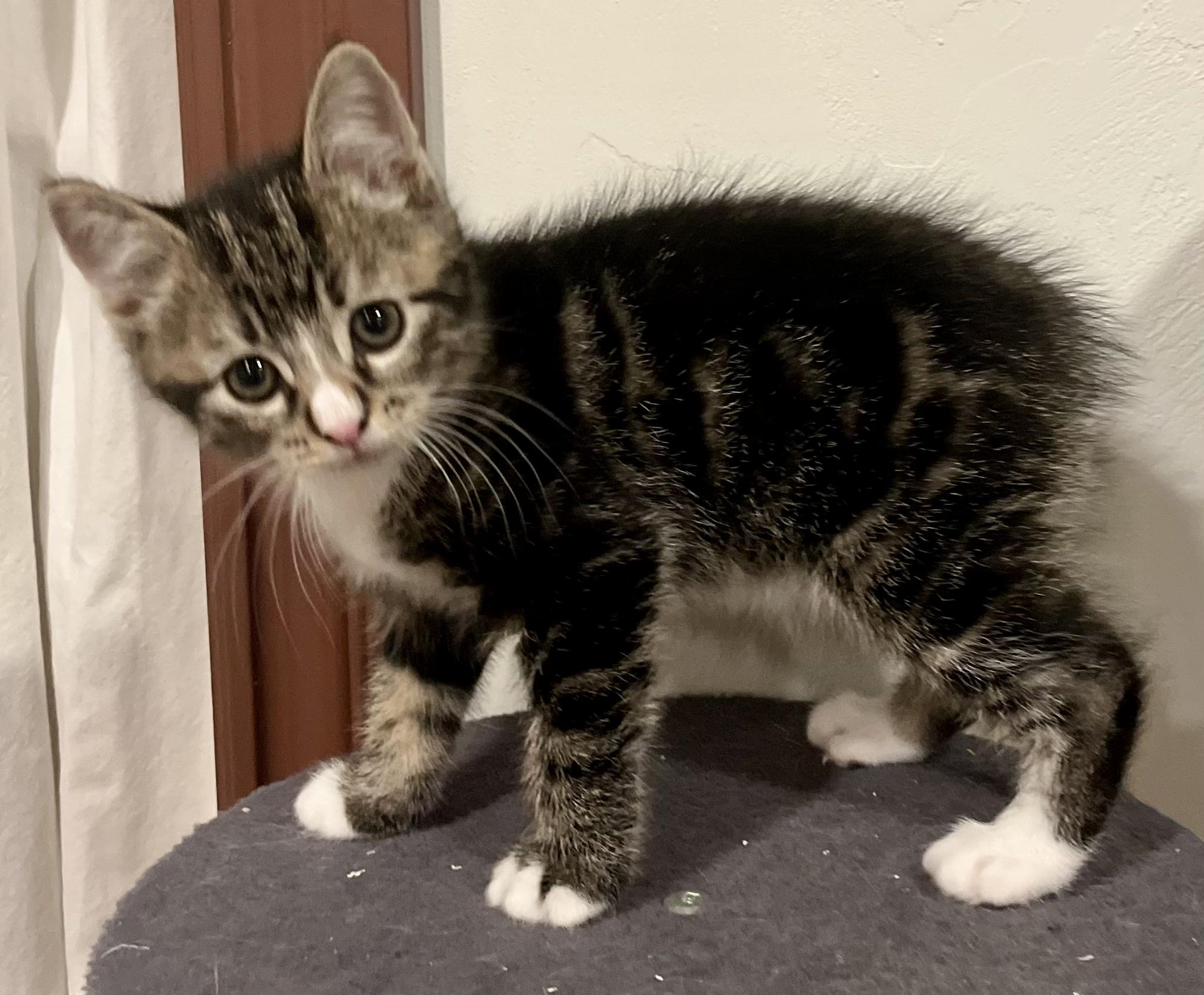 Biscuit, an adopted mixed breed in Springfield, OR image 2/4