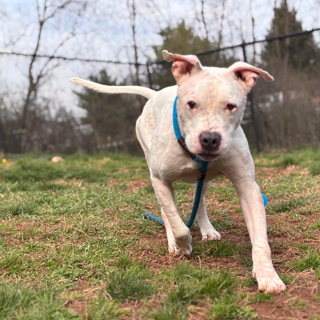 Yahtzee, Adoptable, Adult Male Pit Bull Terrier.