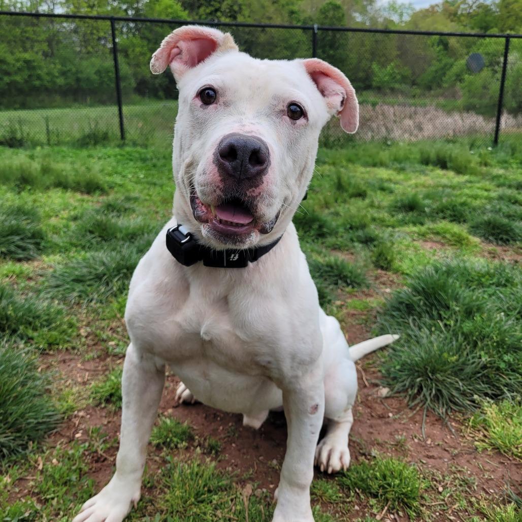 Yahtzee, a Adoptable Pit Bull Terrier in York, PA image 5/6