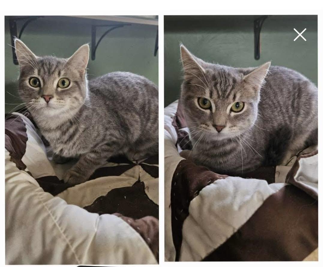 Enlarge Moonpie, a ADOPTABLE mixed breed in Avonmore, PA image 1/1