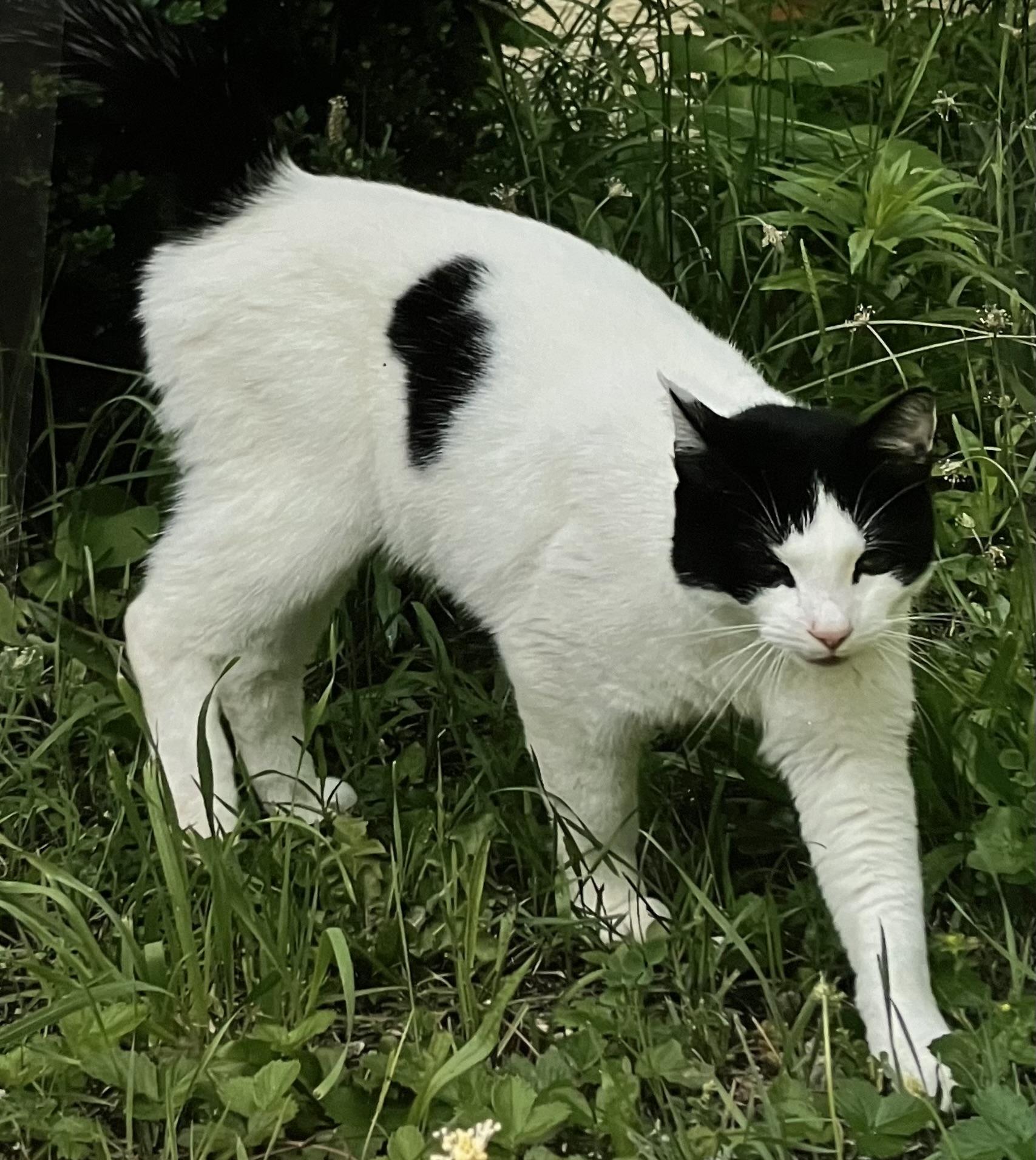 Joe, Adoptable, Young Male Domestic Short Hair.
