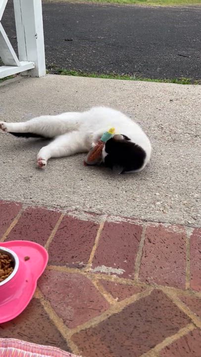 Enlarge Joe, a Adoptable Domestic Short Hair in Hot Springs, VA video 2/2