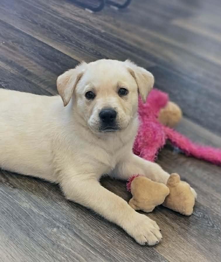 Enlarge Beluga, a Adoptable mixed breed in Saginaw, MI image 1/2
